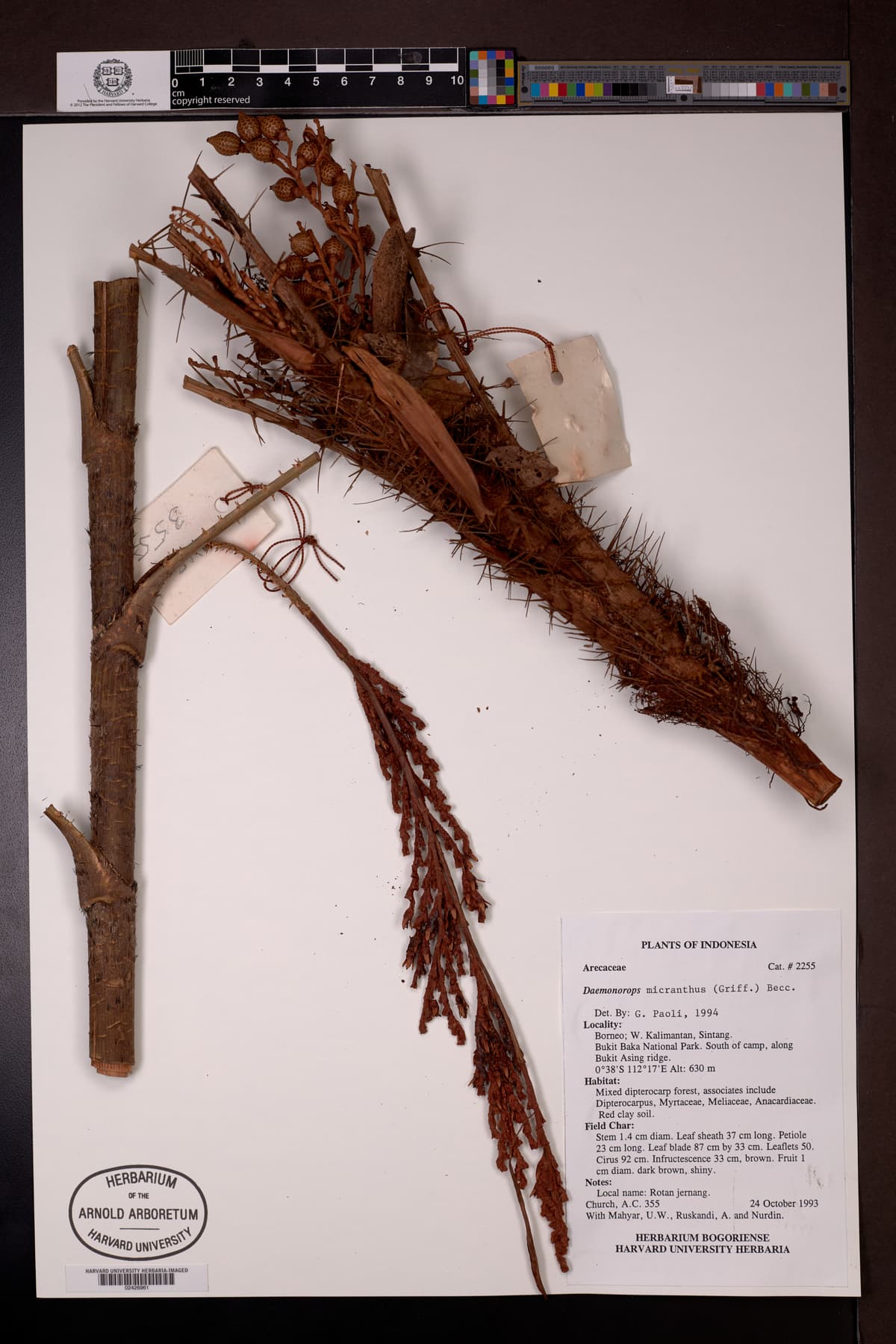 Botanical specimen of Daemonorops Micracantha.