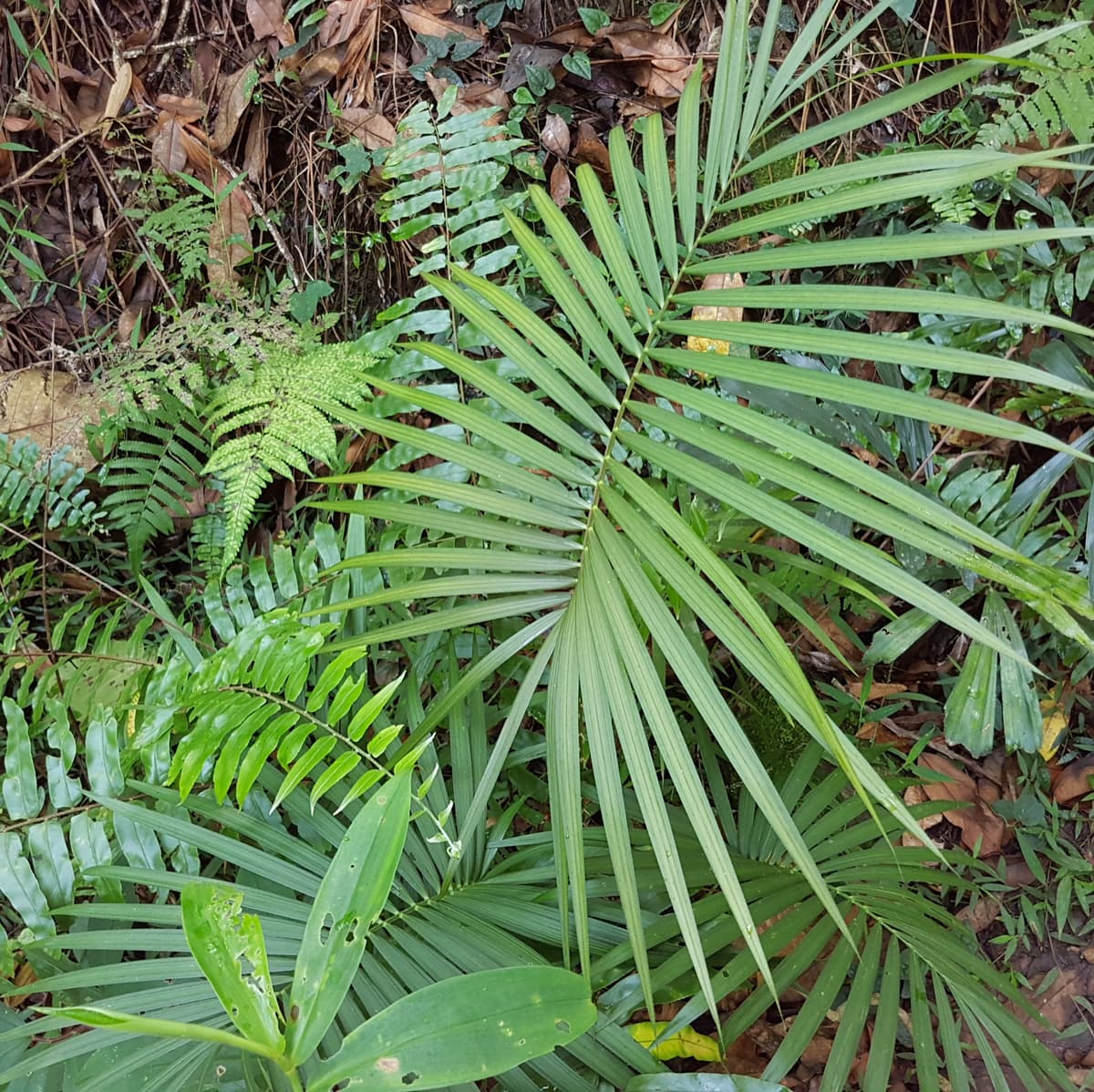 Botanical specimen of Daemonorops Mollis.