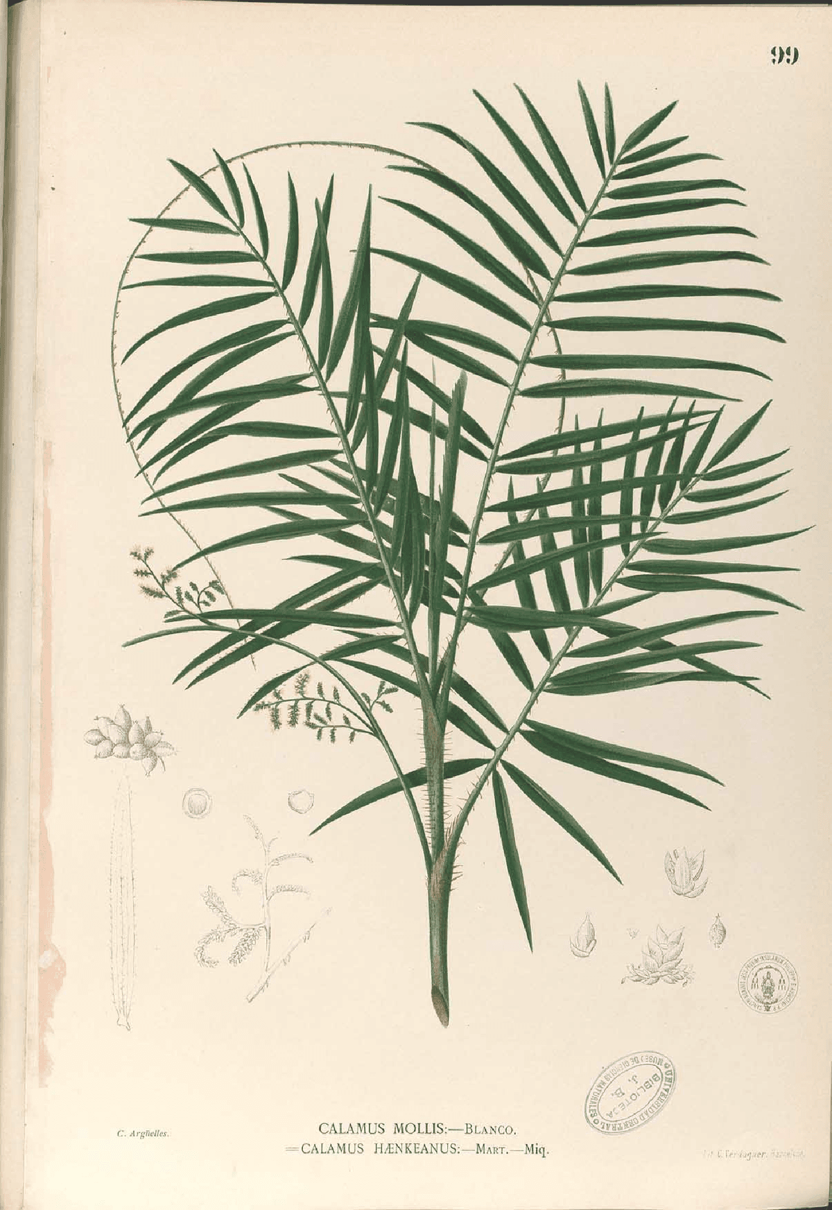 Botanical specimen of Daemonorops Mollis.