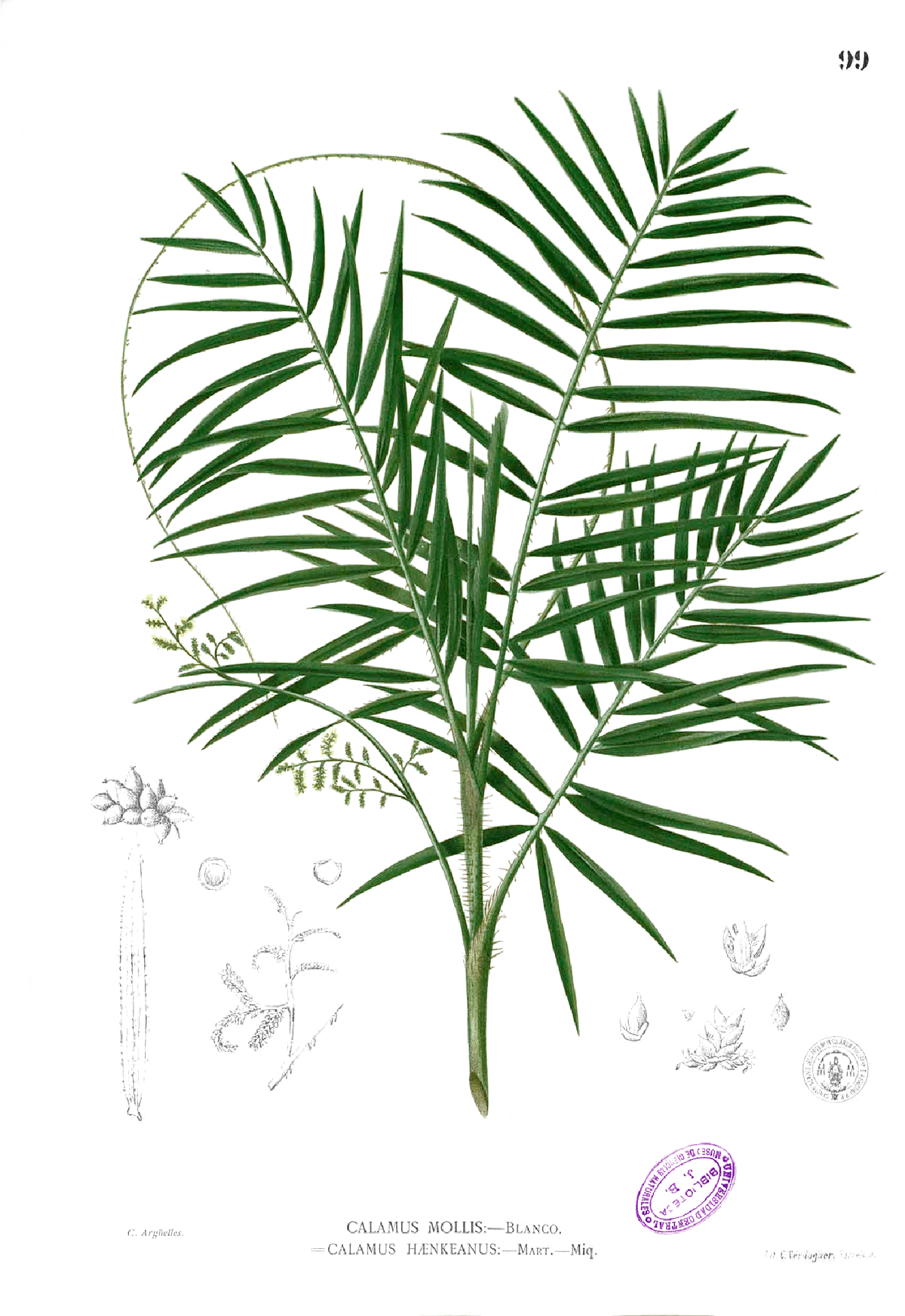 Botanical specimen of Daemonorops Mollis.
