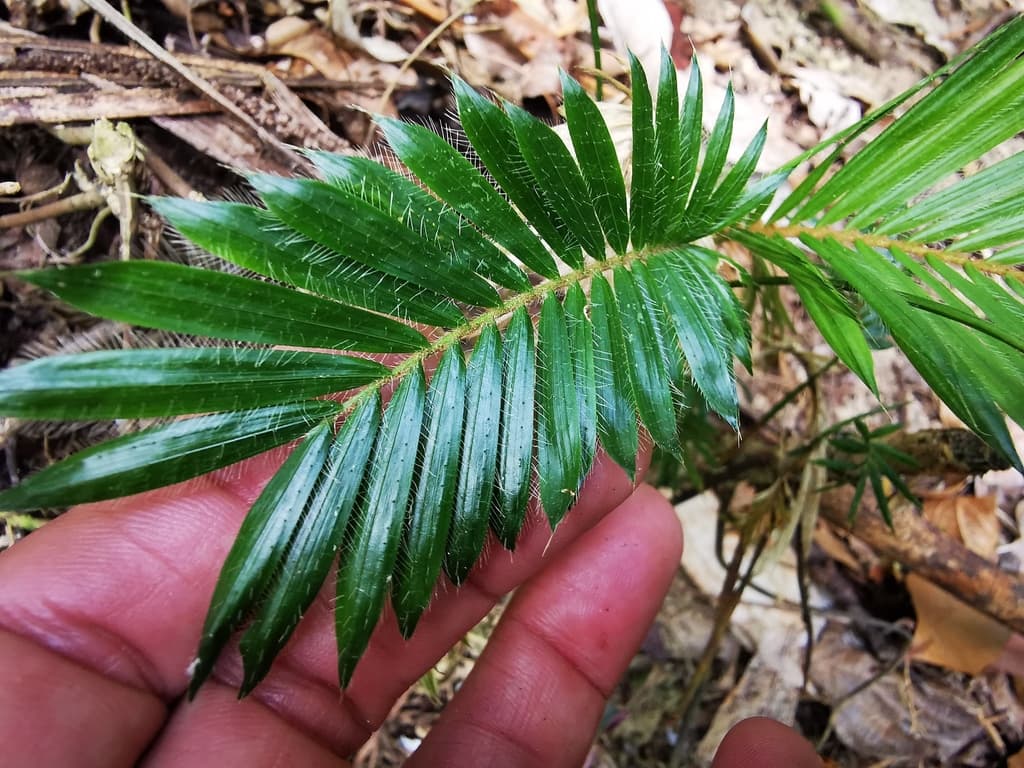 Botanical specimen of Daemonorops Ochrolepis.
