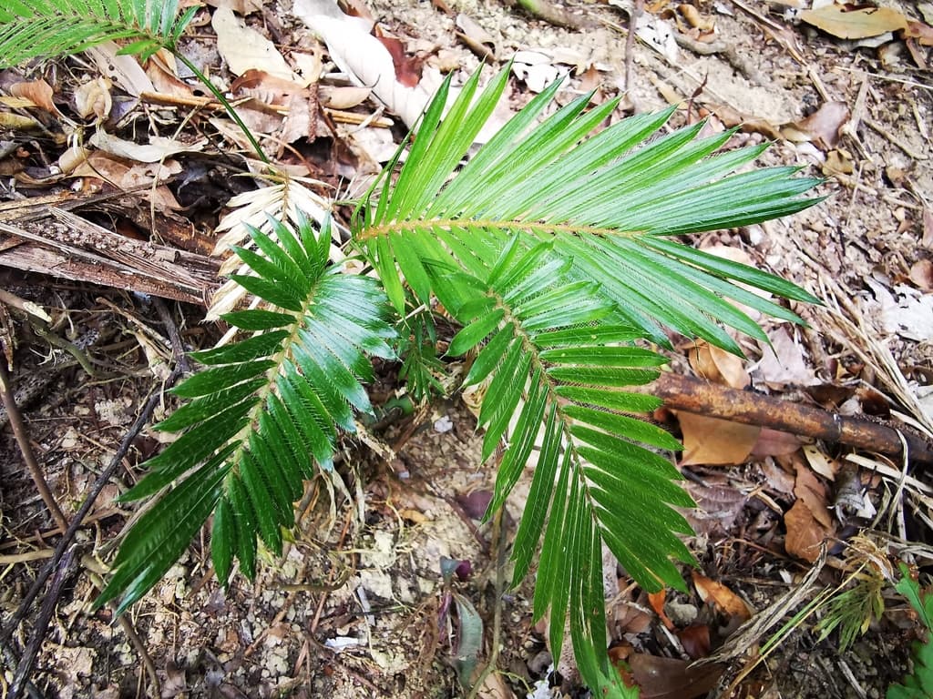 Botanical specimen of Daemonorops Ochrolepis.