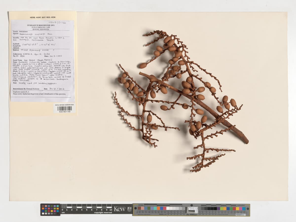 Botanical specimen of Daemonorops Oxycarpa.