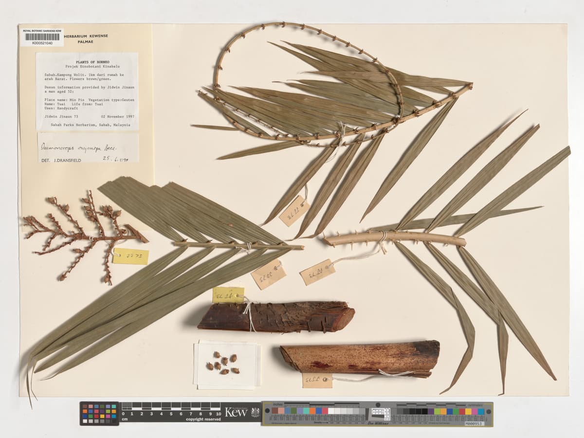Botanical specimen of Daemonorops Oxycarpa.