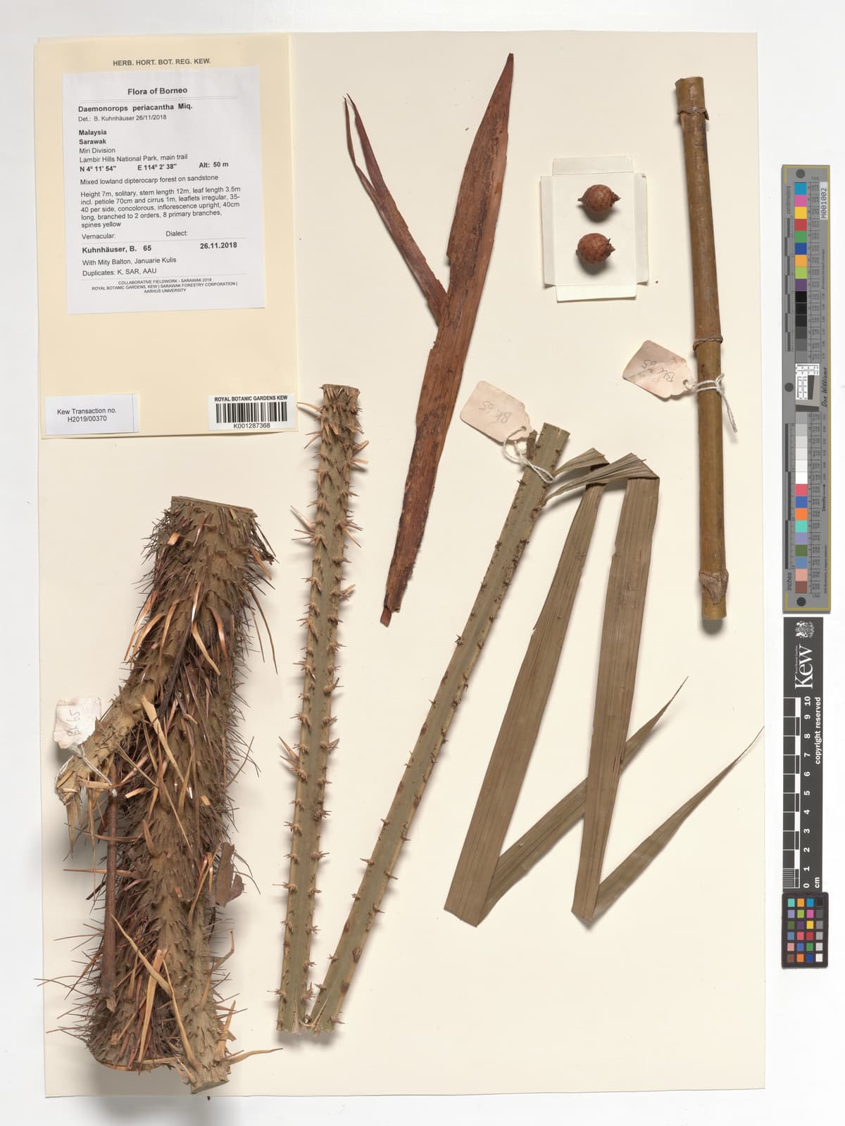 Botanical specimen of Daemonorops Periacantha.