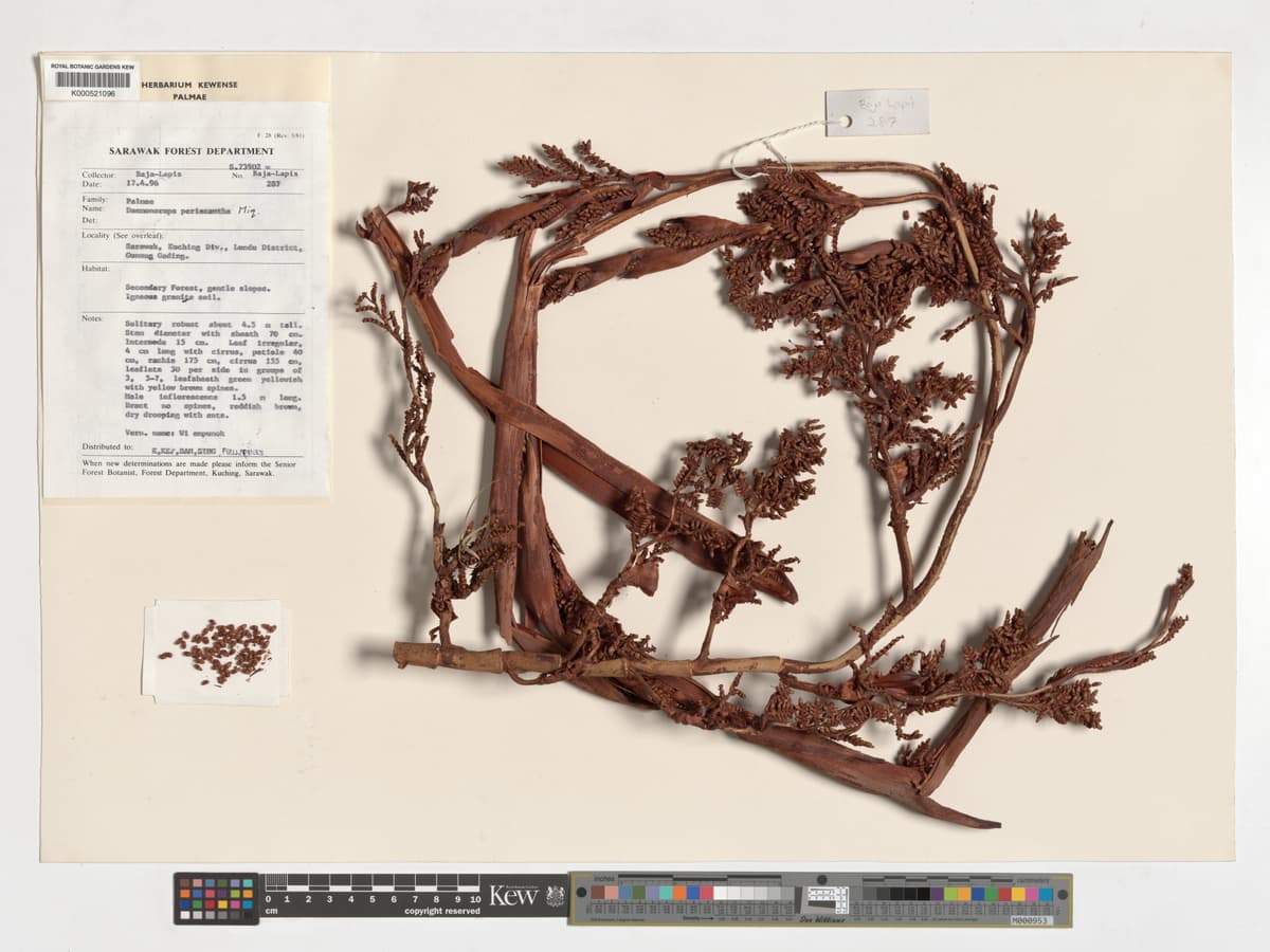 Botanical specimen of Daemonorops Periacantha.