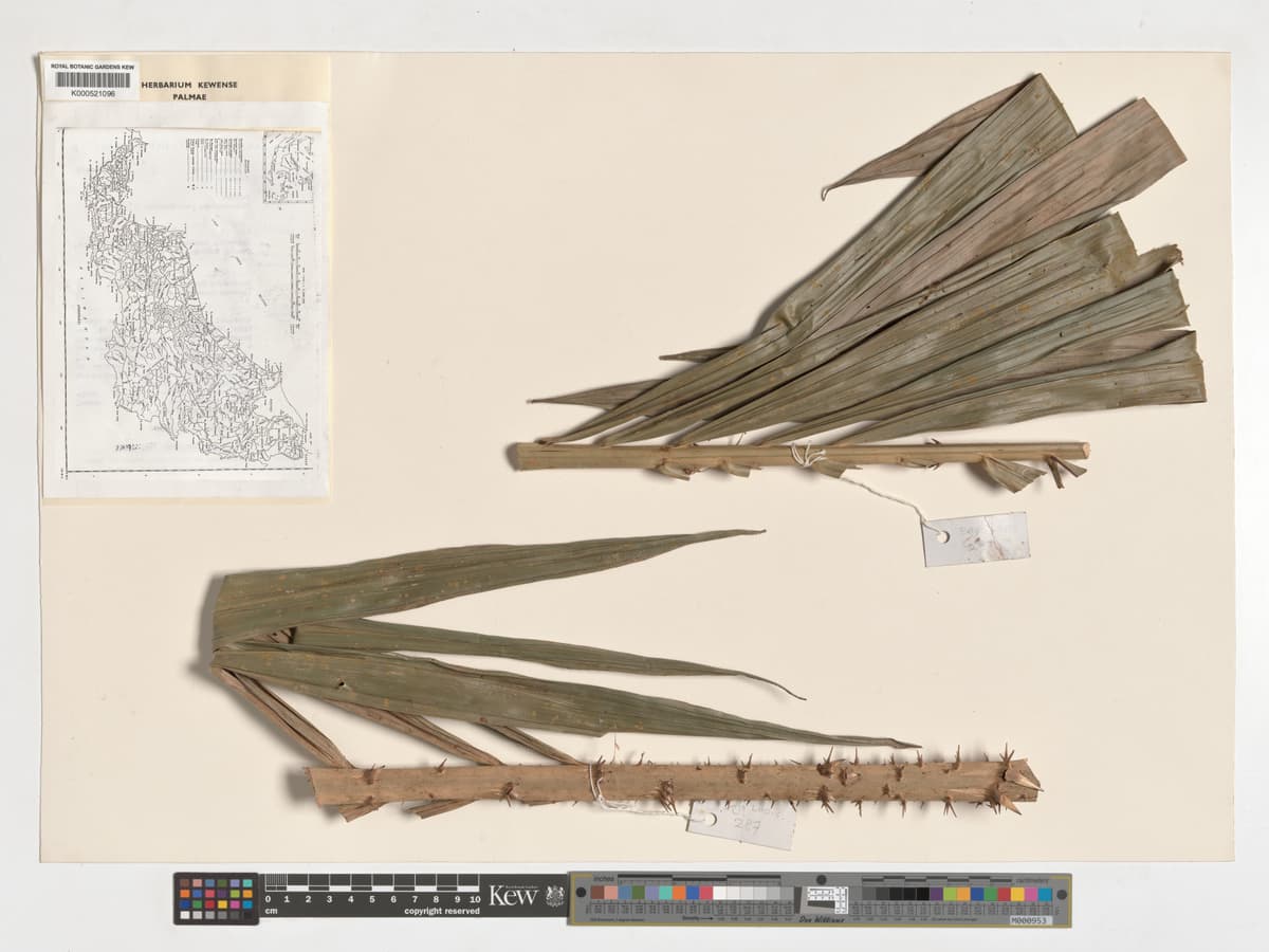 Botanical specimen of Daemonorops Periacantha.