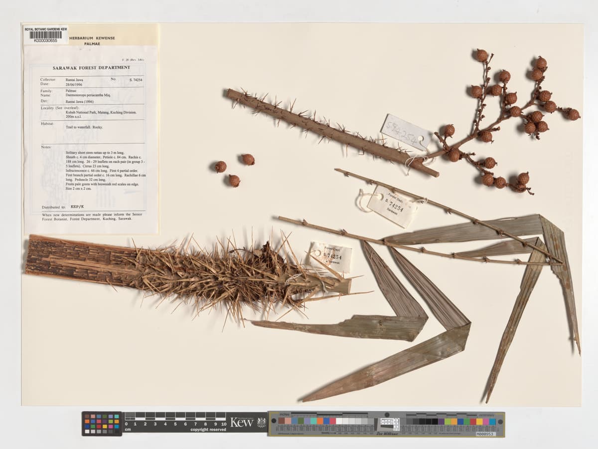 Botanical specimen of Daemonorops Periacantha.