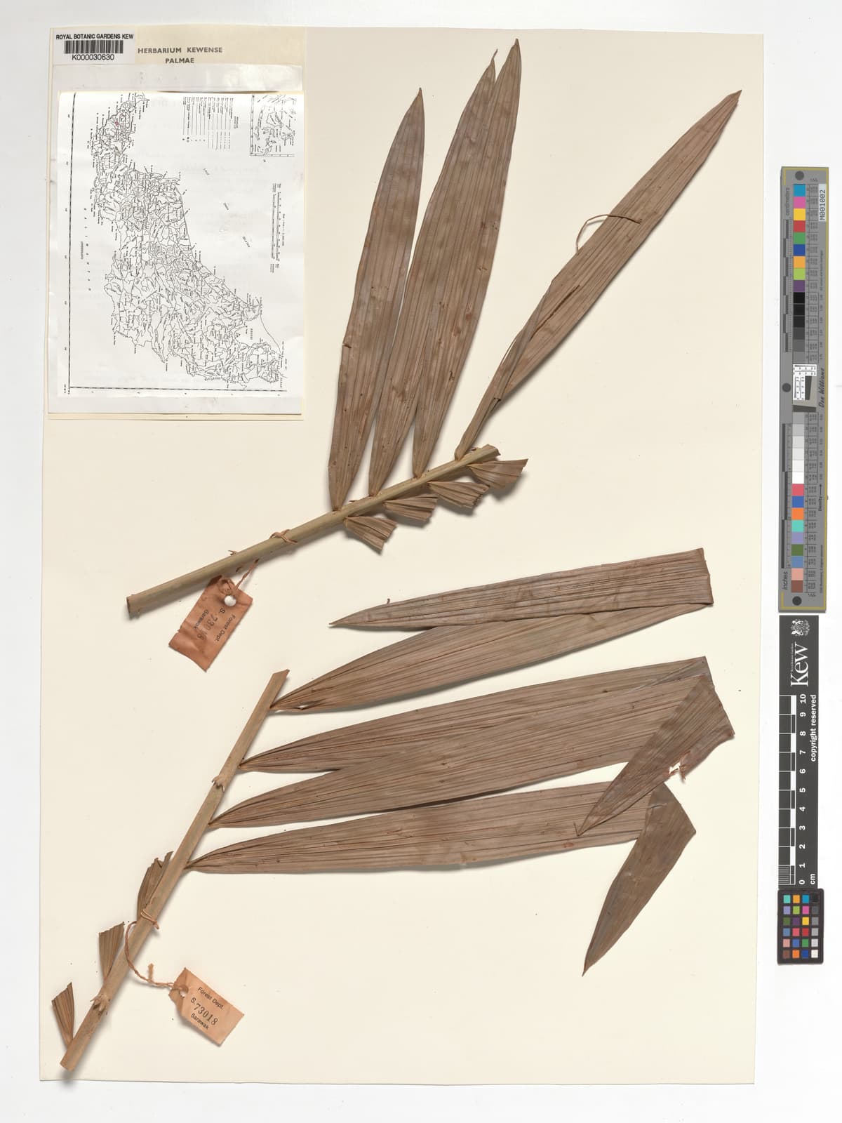 Botanical specimen of Daemonorops Periacantha.