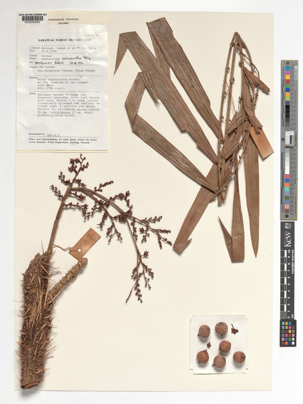 Botanical specimen of Daemonorops Periacantha.
