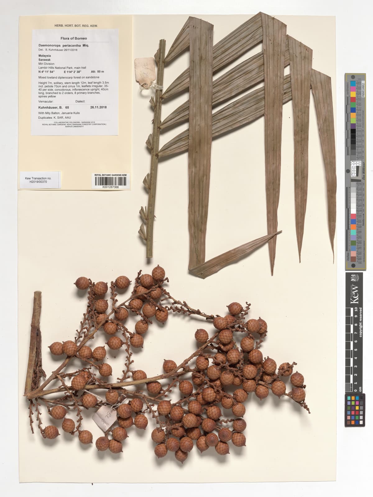 Botanical specimen of Daemonorops Periacantha.