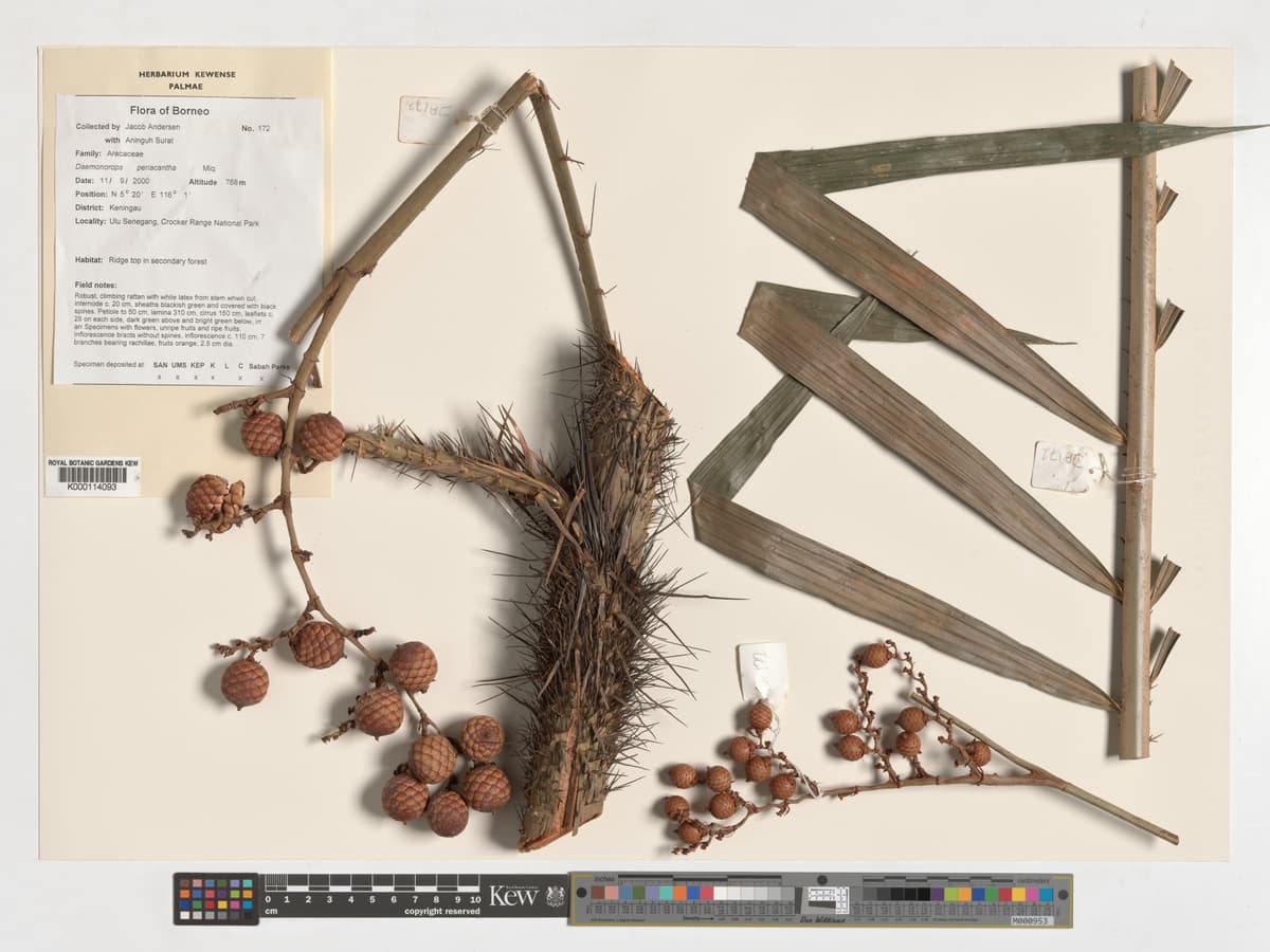 Botanical specimen of Daemonorops Periacantha.