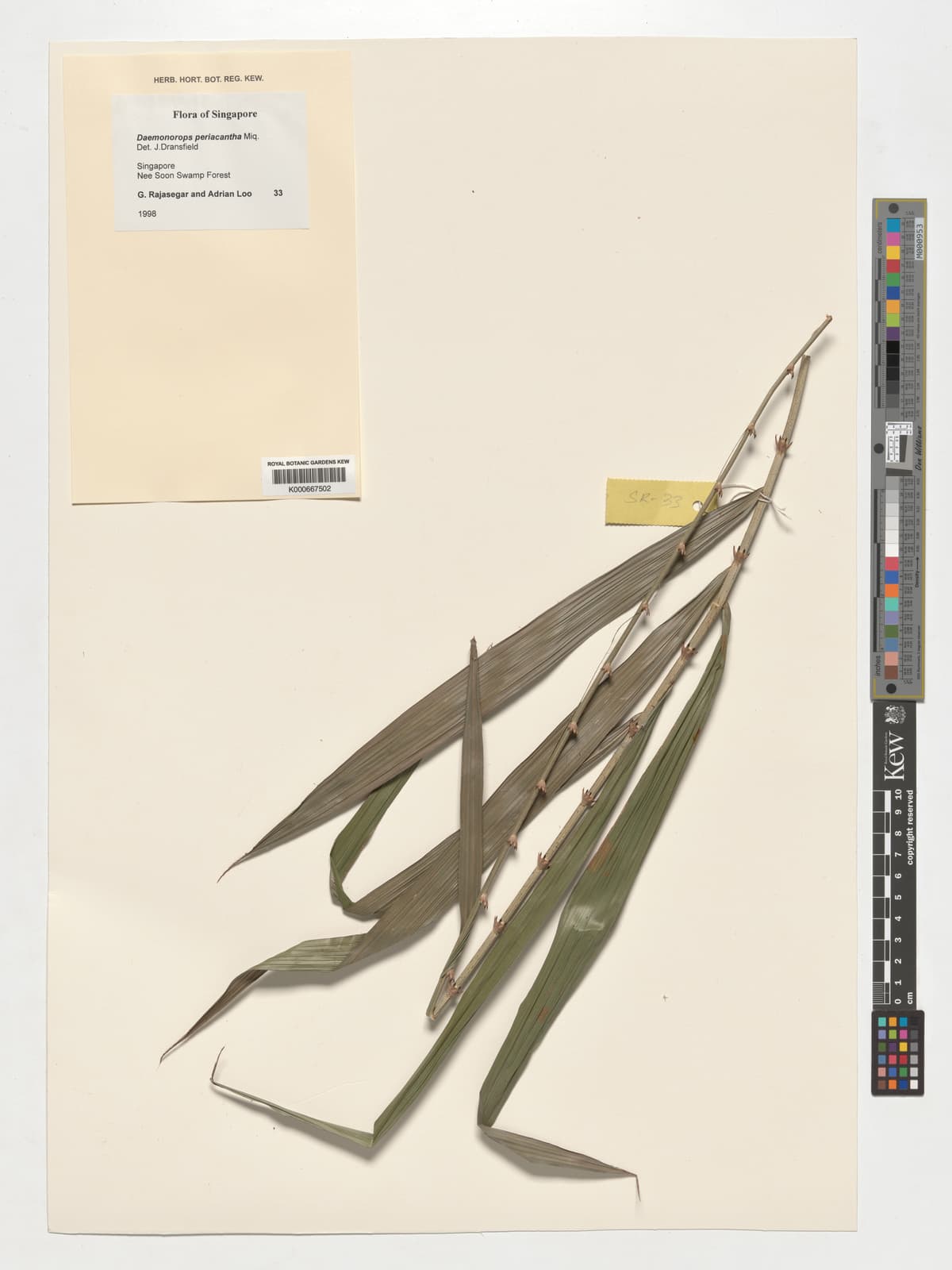 Botanical specimen of Daemonorops Periacantha.