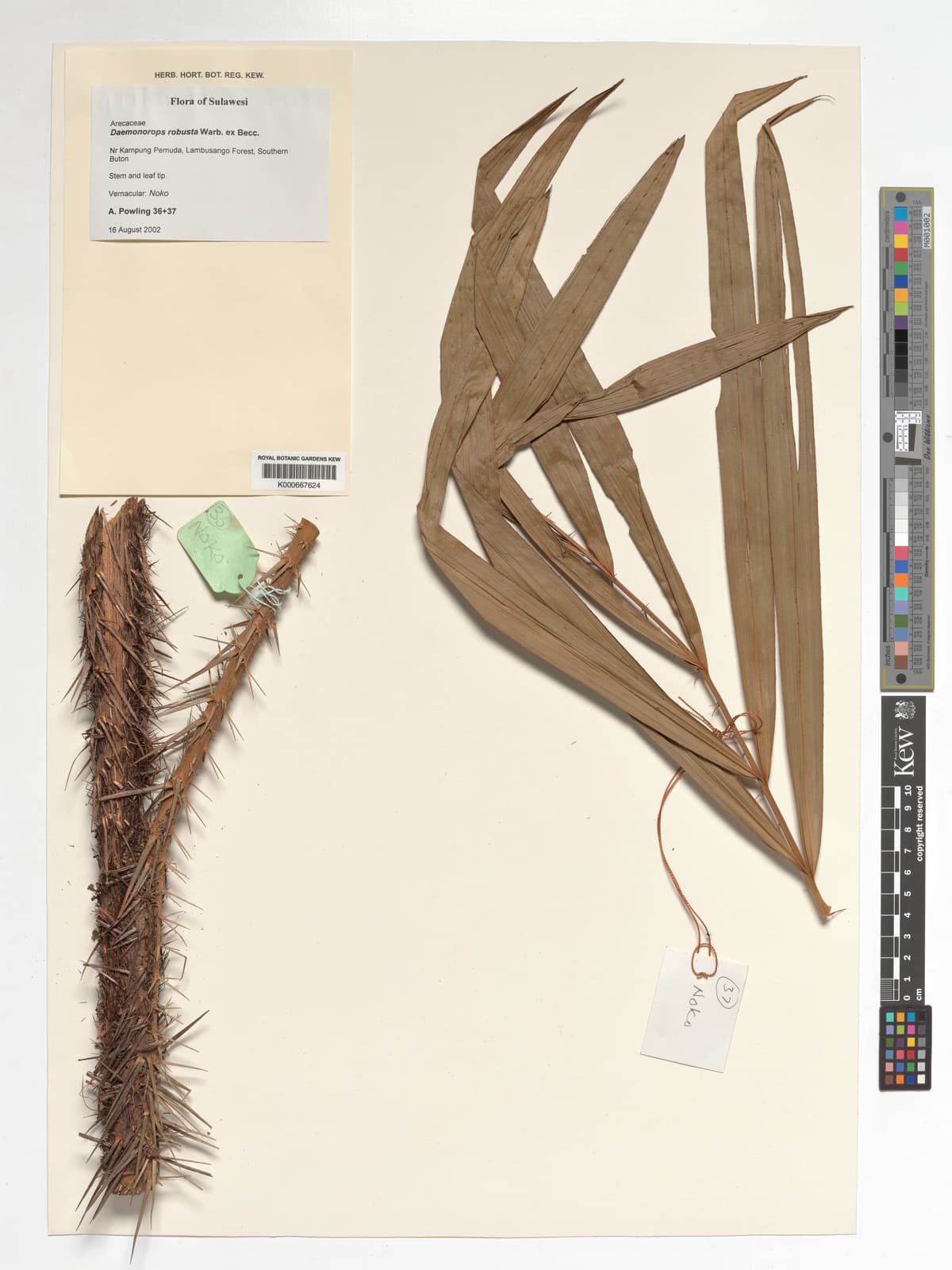 Botanical specimen of Daemonorops Robusta.