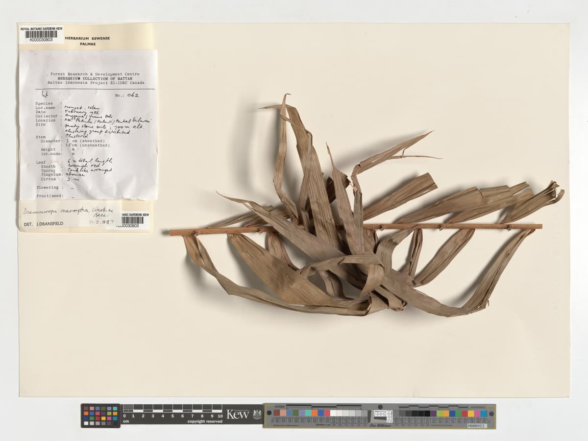 Botanical specimen of Daemonorops Robusta.