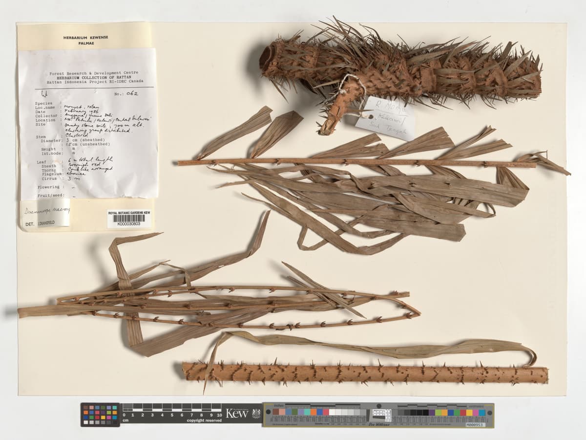 Botanical specimen of Daemonorops Robusta.