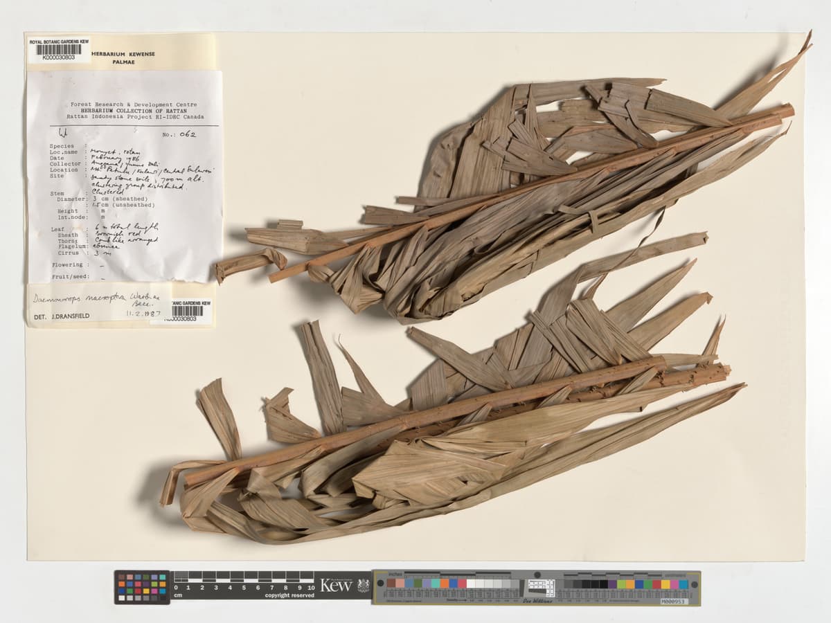 Botanical specimen of Daemonorops Robusta.