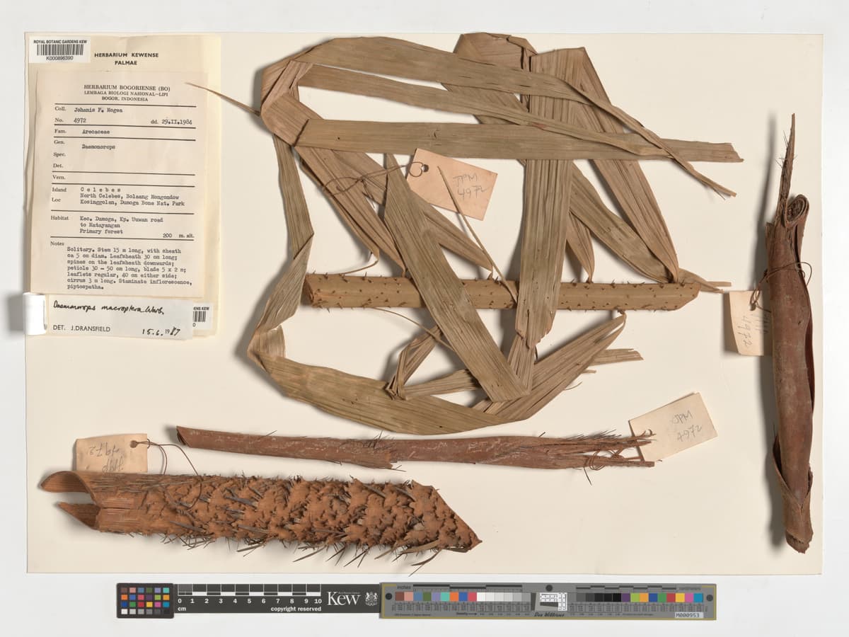 Botanical specimen of Daemonorops Robusta.