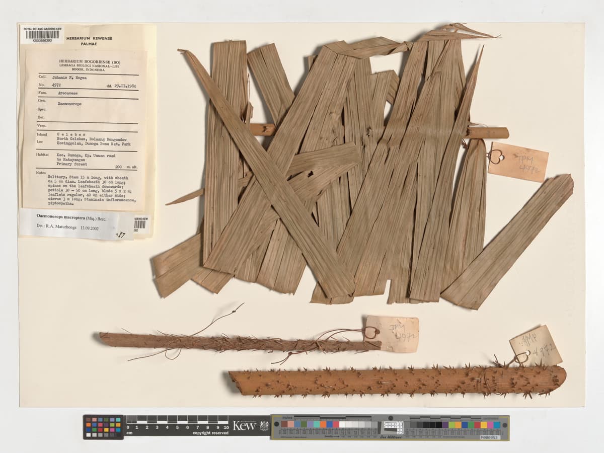 Botanical specimen of Daemonorops Robusta.
