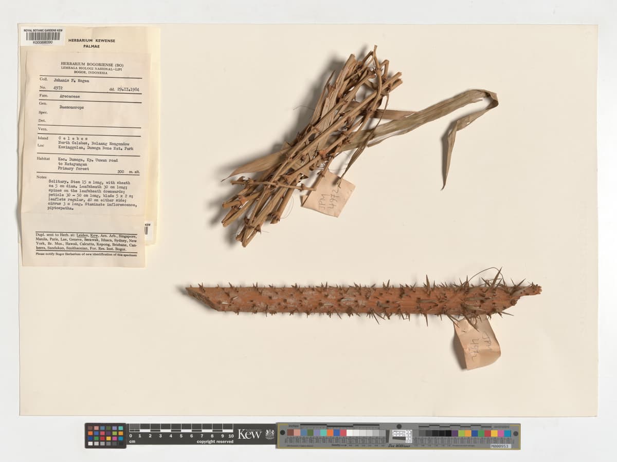 Botanical specimen of Daemonorops Robusta.