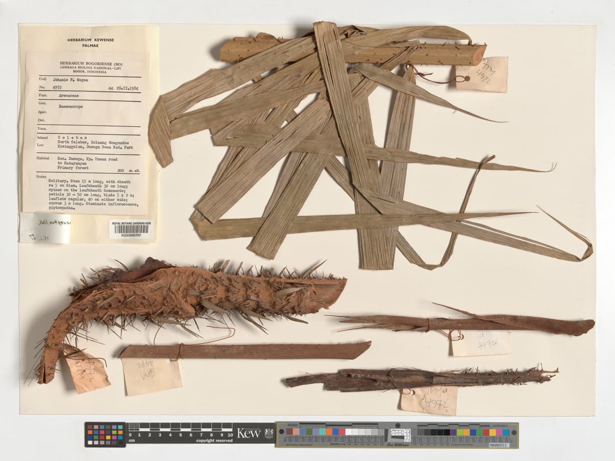 Botanical specimen of Daemonorops Robusta.