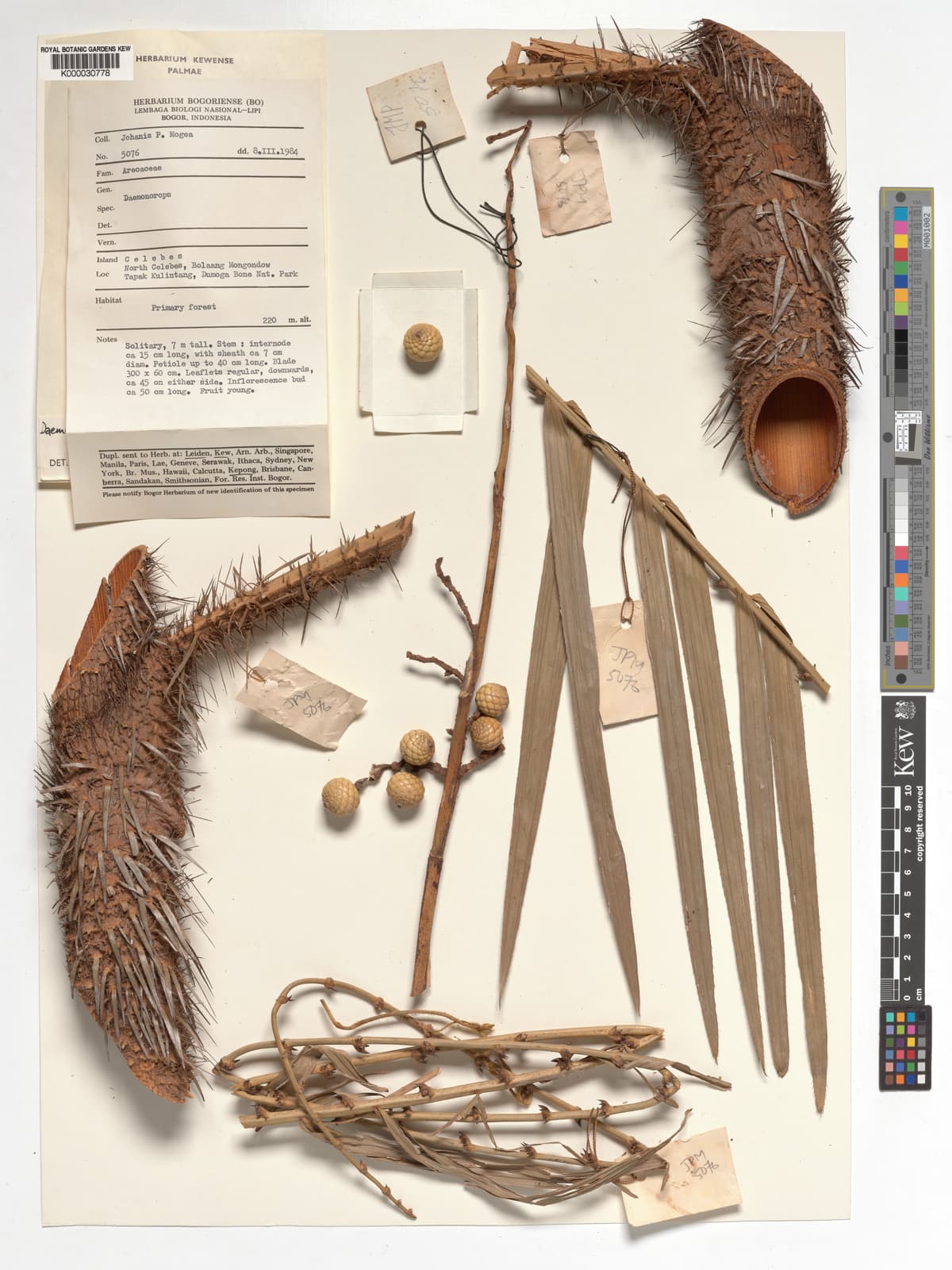 Botanical specimen of Daemonorops Robusta.