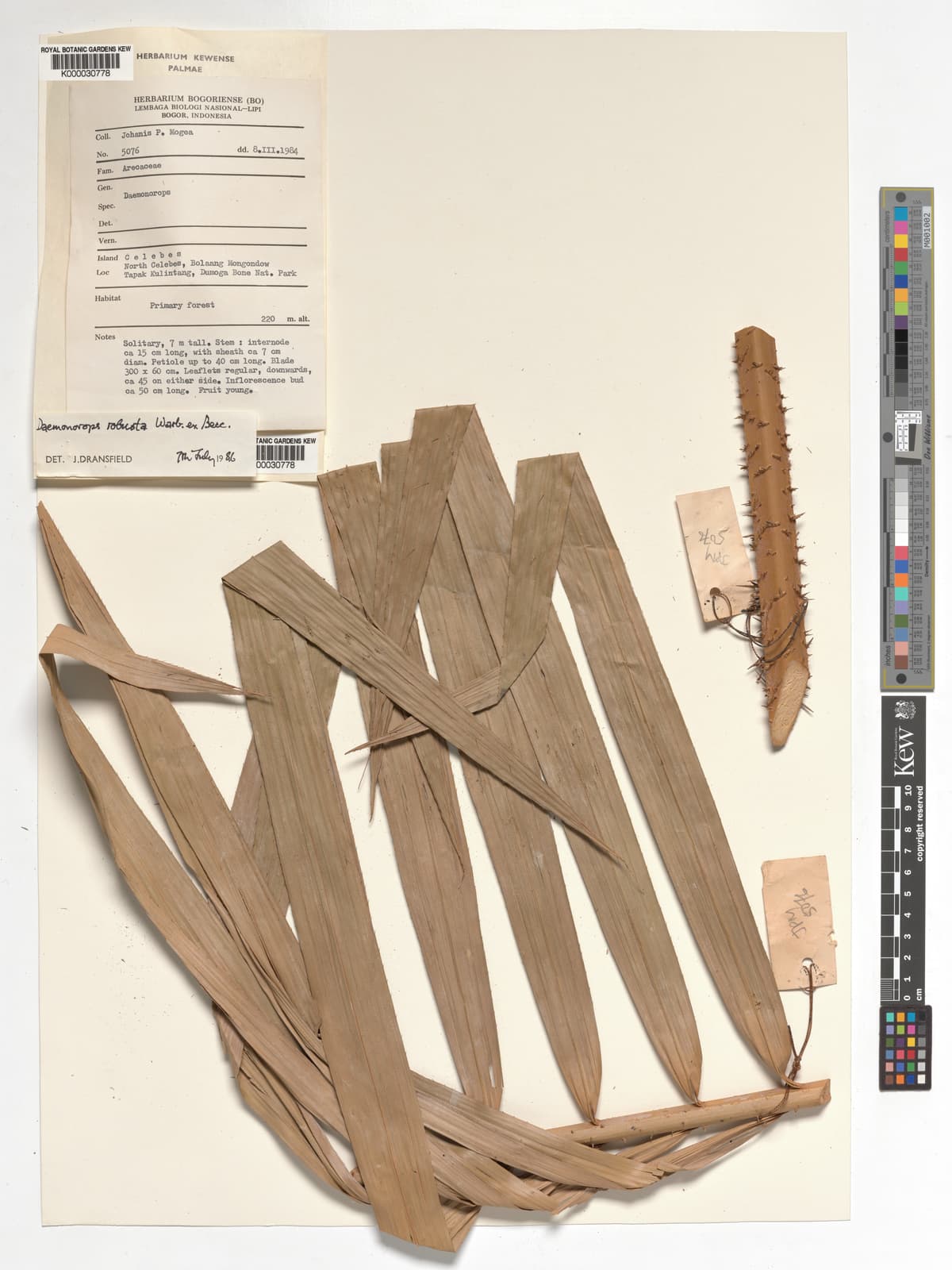 Botanical specimen of Daemonorops Robusta.