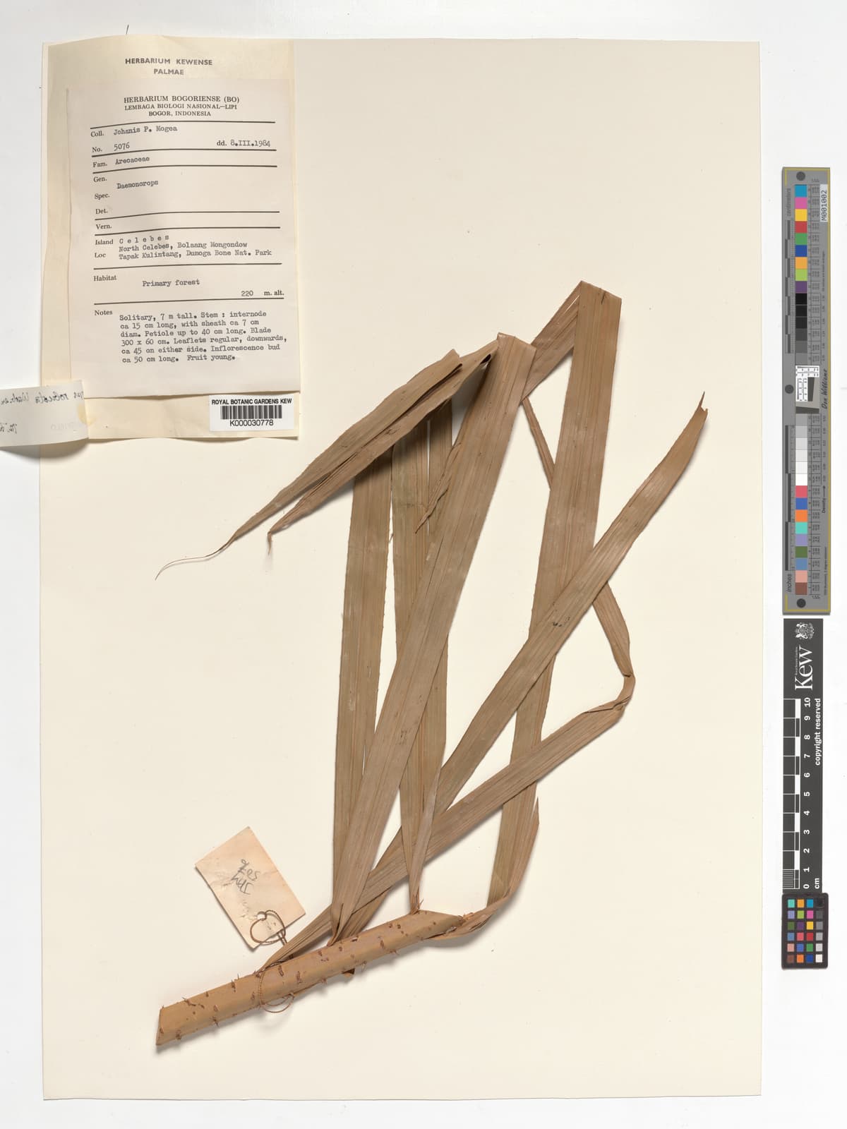 Botanical specimen of Daemonorops Robusta.