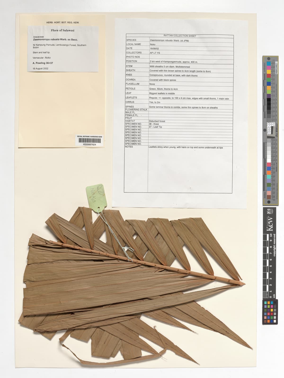 Botanical specimen of Daemonorops Robusta.