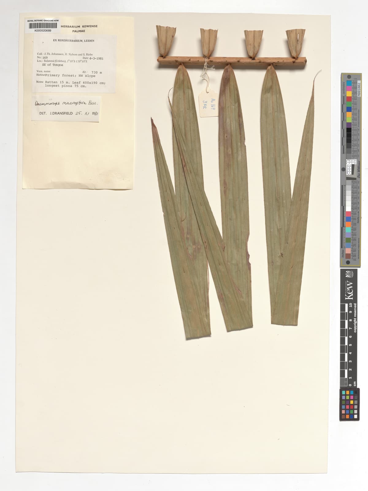 Botanical specimen of Daemonorops Robusta.