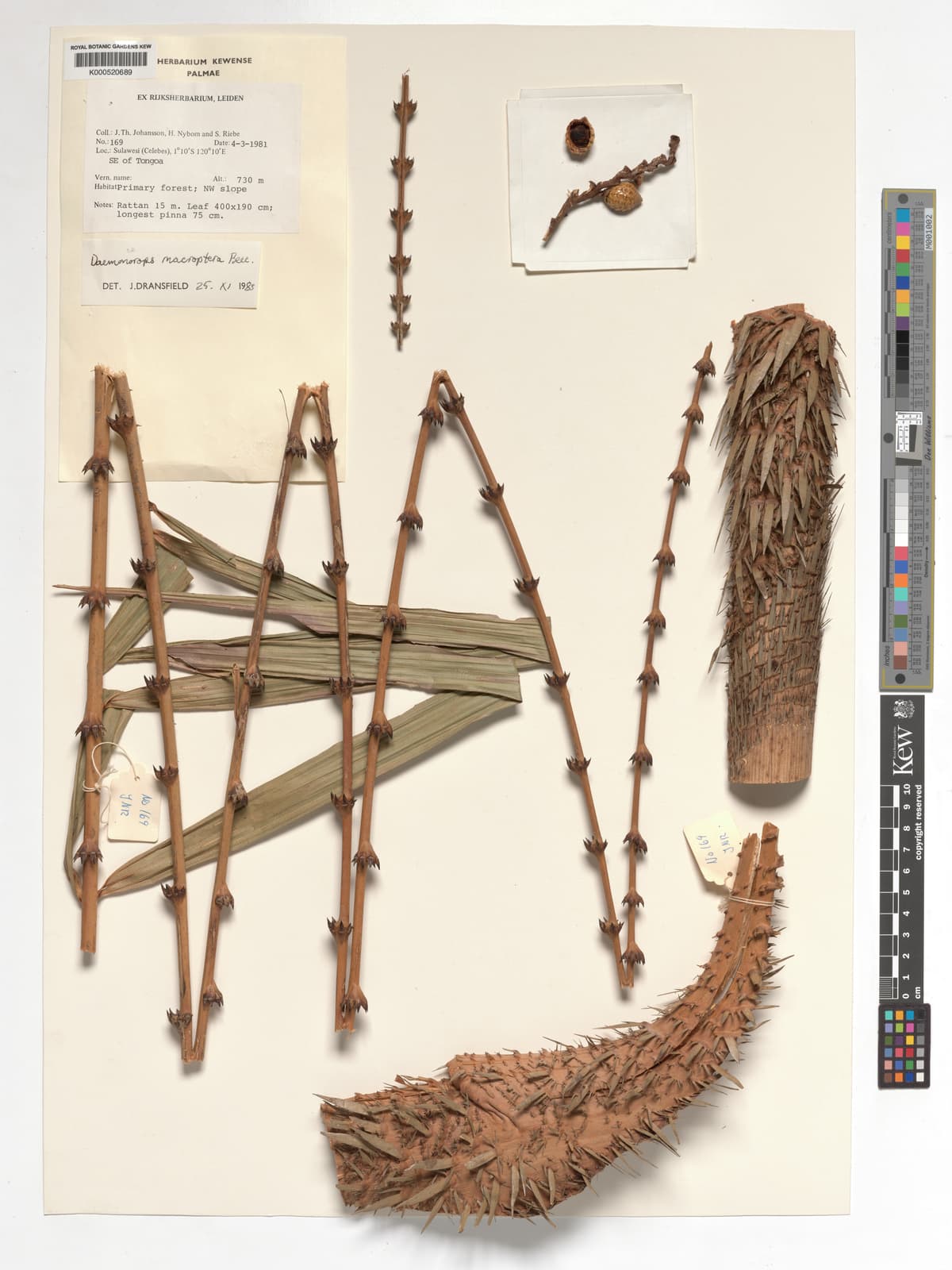 Botanical specimen of Daemonorops Robusta.