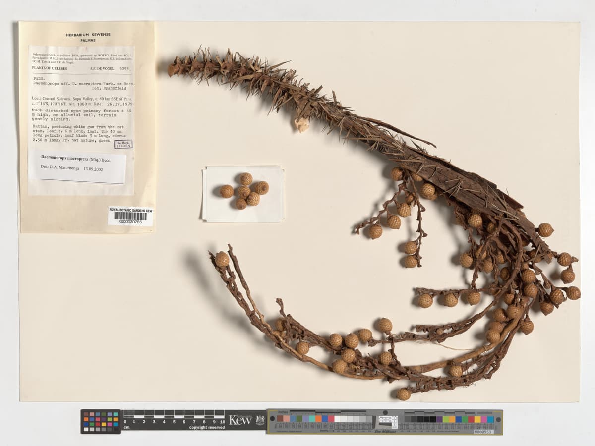 Botanical specimen of Daemonorops Robusta.