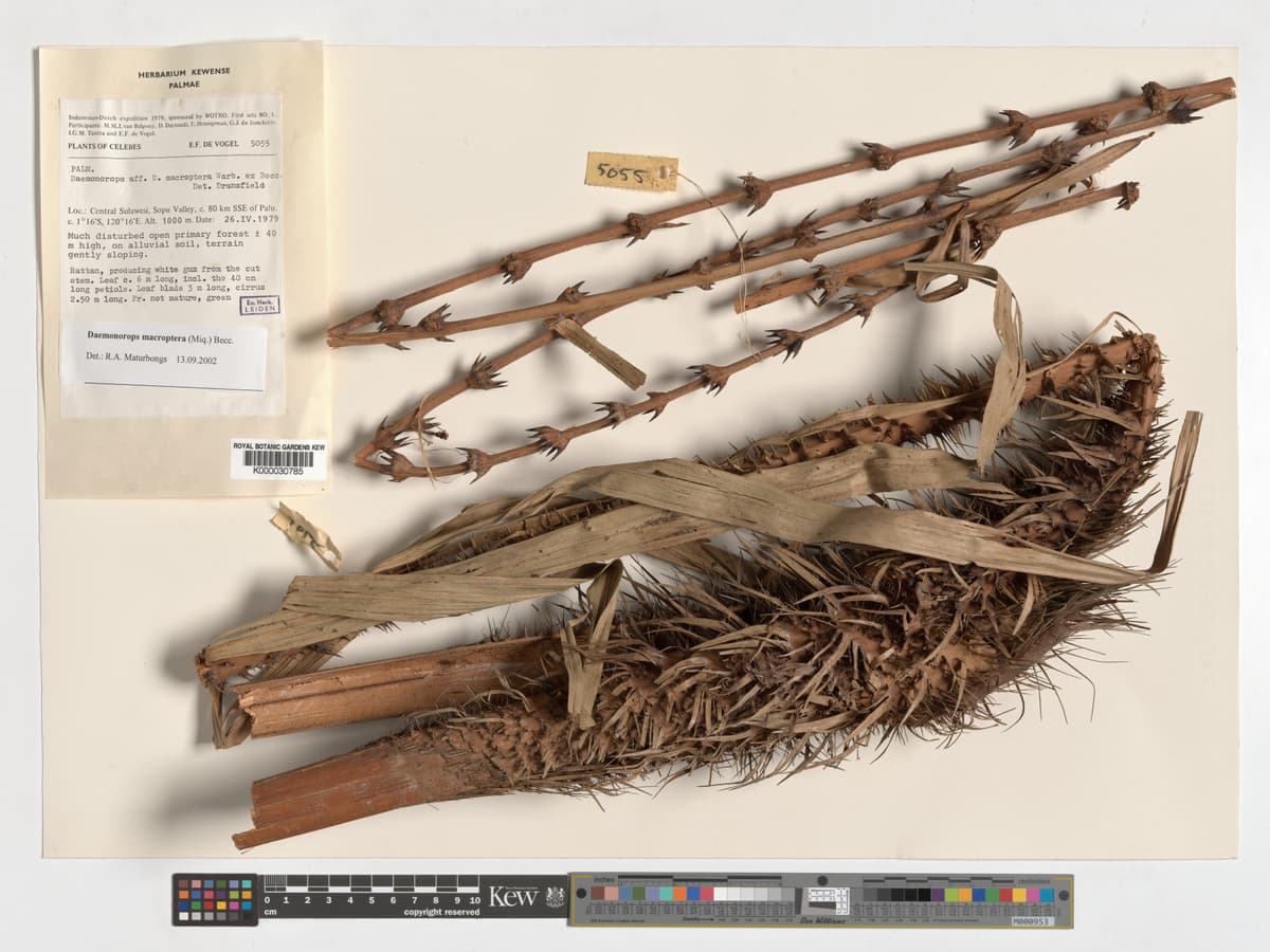 Botanical specimen of Daemonorops Robusta.