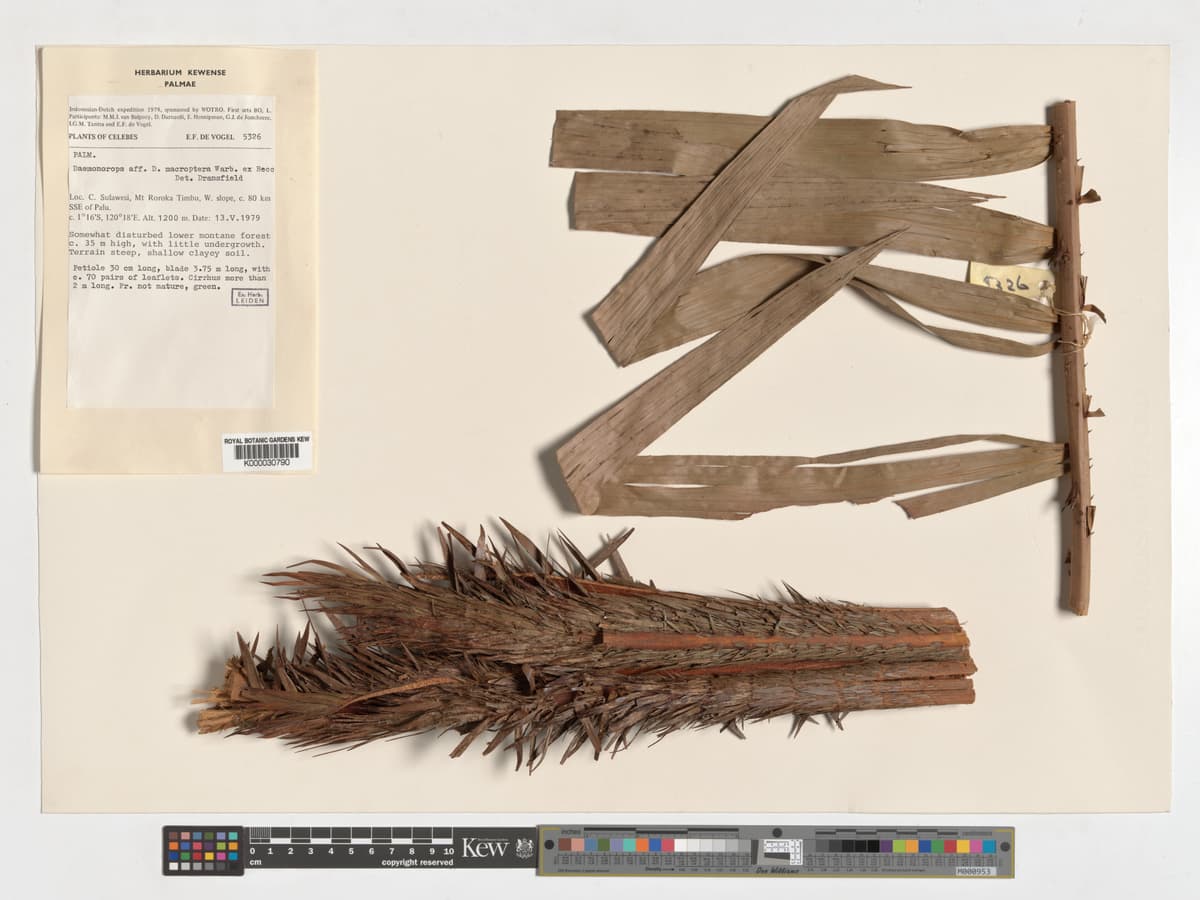 Botanical specimen of Daemonorops Robusta.
