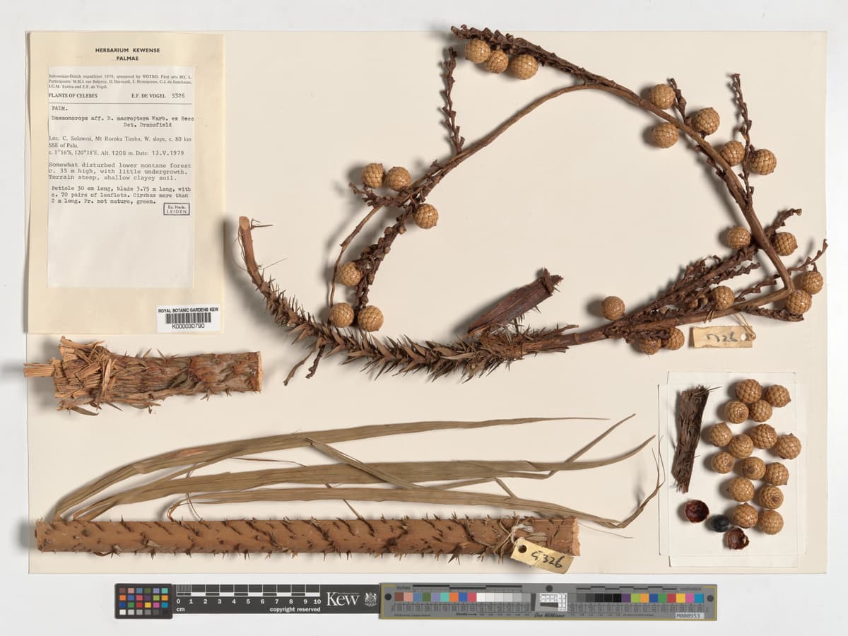 Botanical specimen of Daemonorops Robusta.
