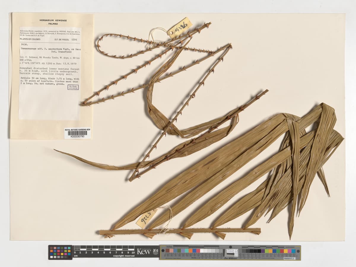 Botanical specimen of Daemonorops Robusta.