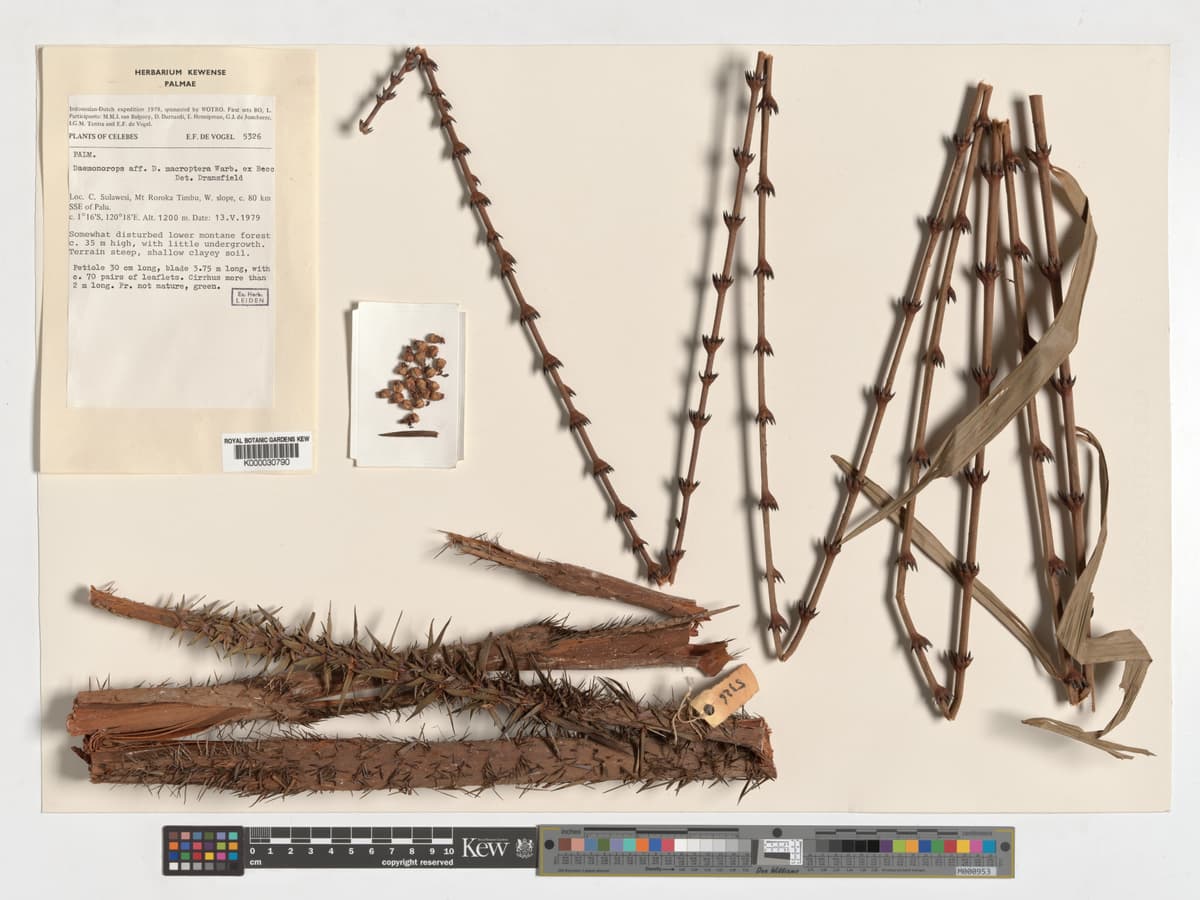 Botanical specimen of Daemonorops Robusta.