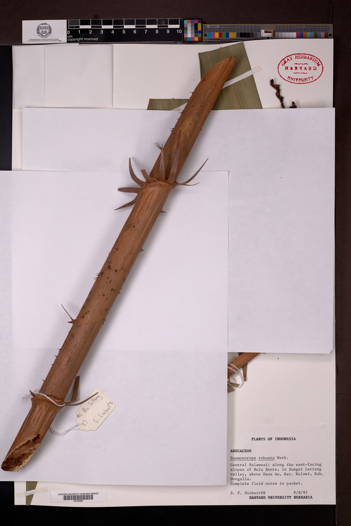 Botanical specimen of Daemonorops Robusta.
