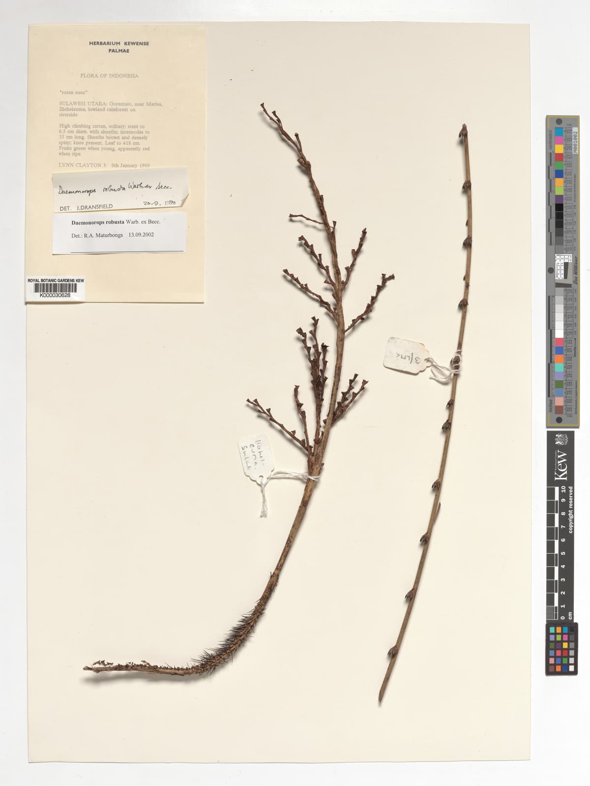Botanical specimen of Daemonorops Robusta.