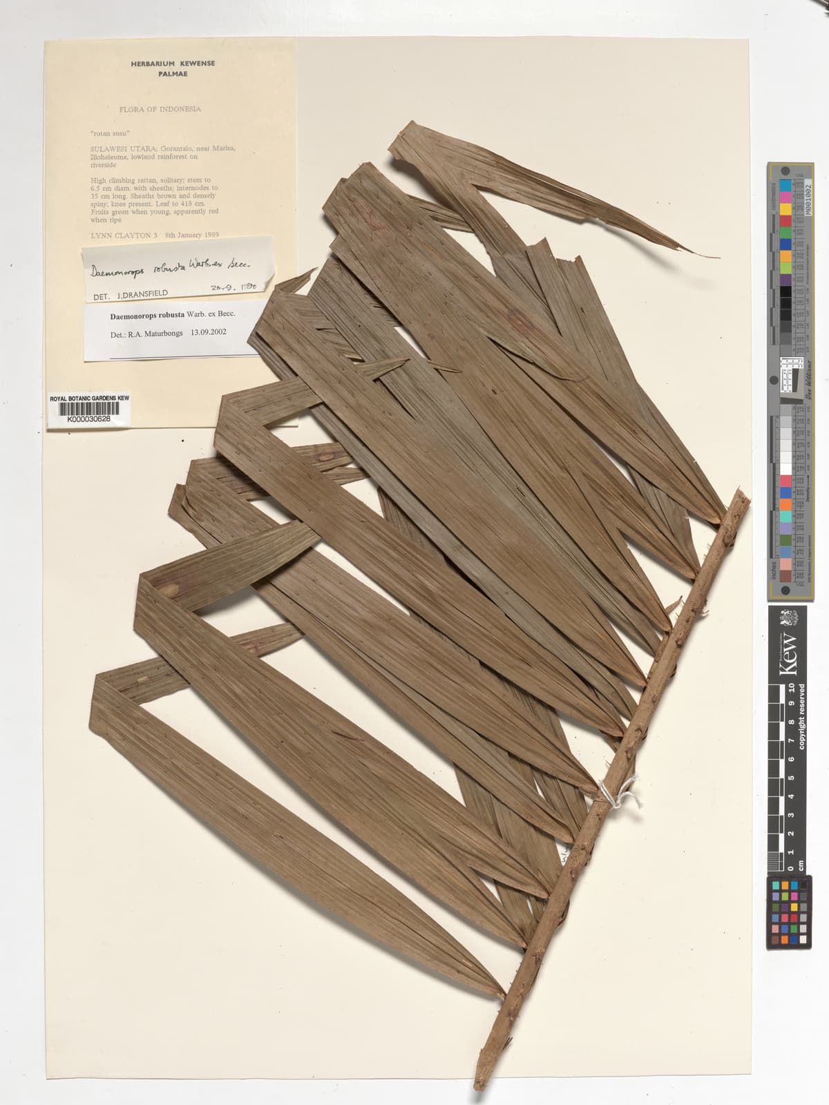 Botanical specimen of Daemonorops Robusta.