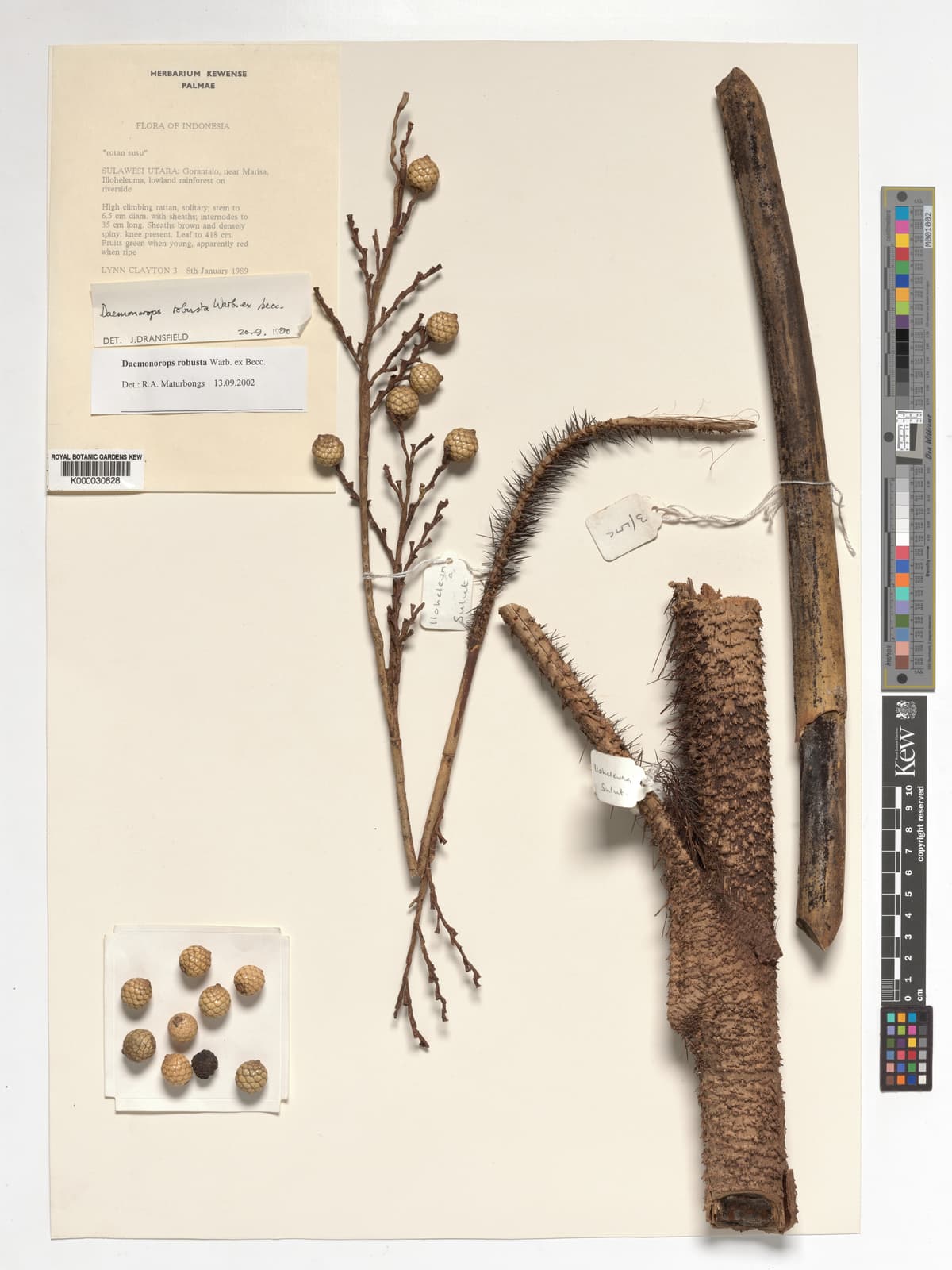 Botanical specimen of Daemonorops Robusta.