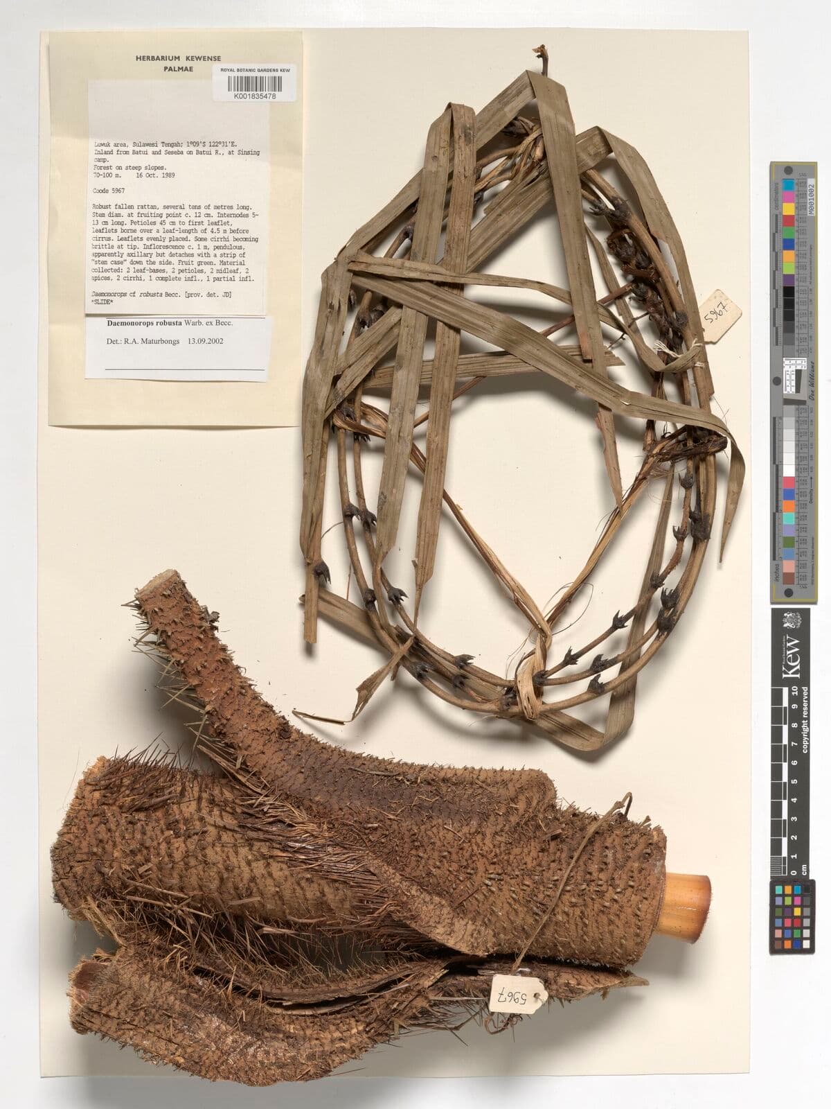 Botanical specimen of Daemonorops Robusta.