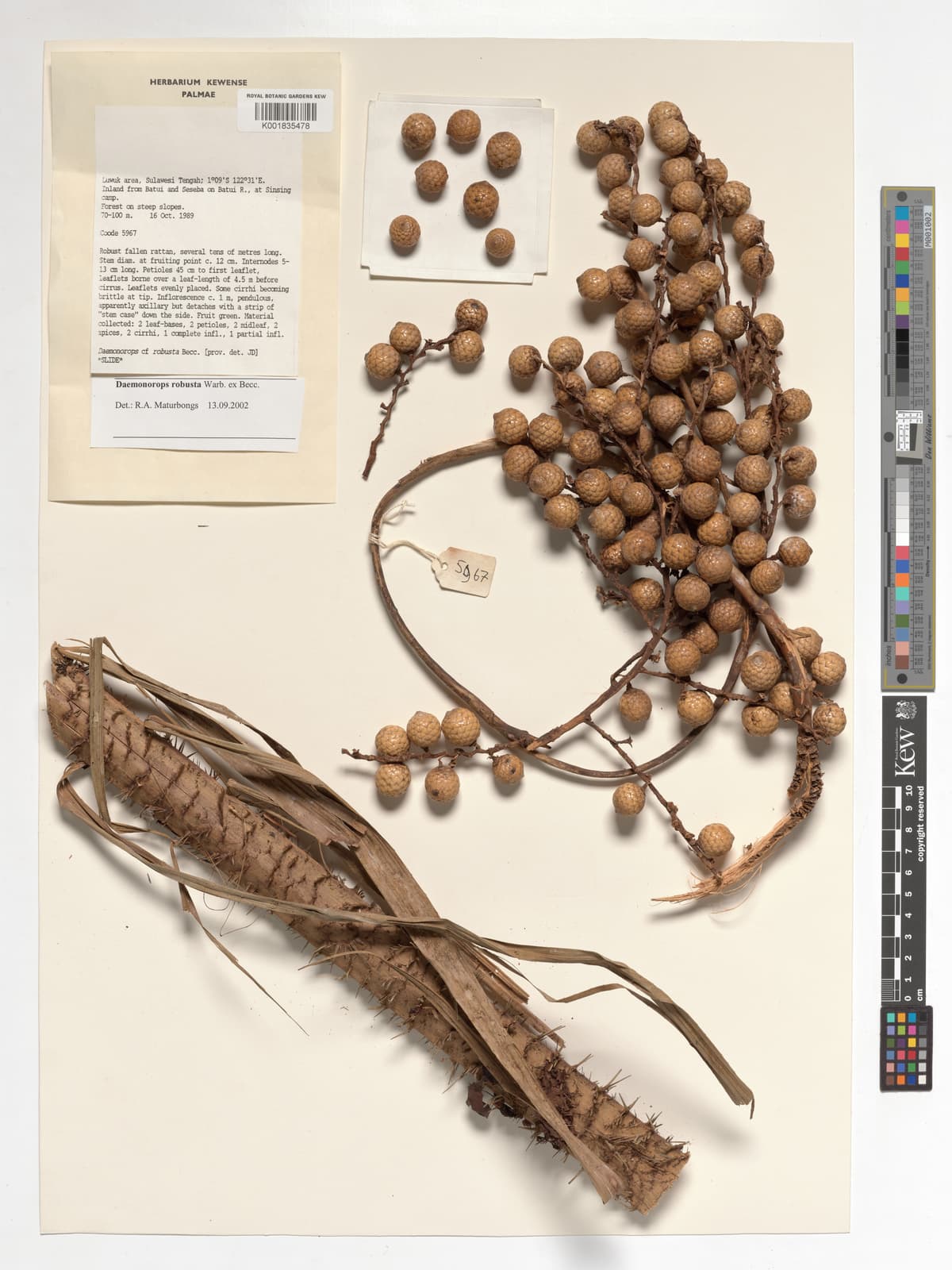 Botanical specimen of Daemonorops Robusta.