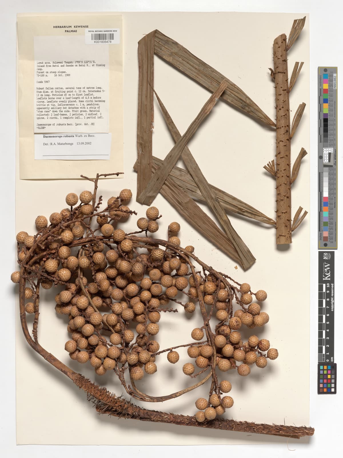 Botanical specimen of Daemonorops Robusta.