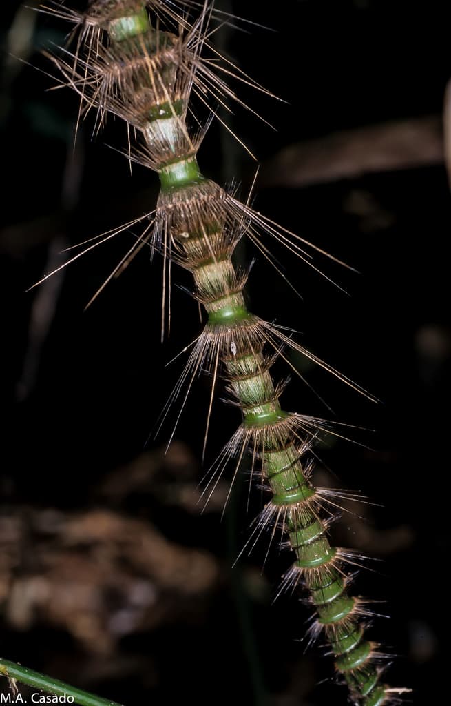 Botanical specimen of Daemonorops Sabut.