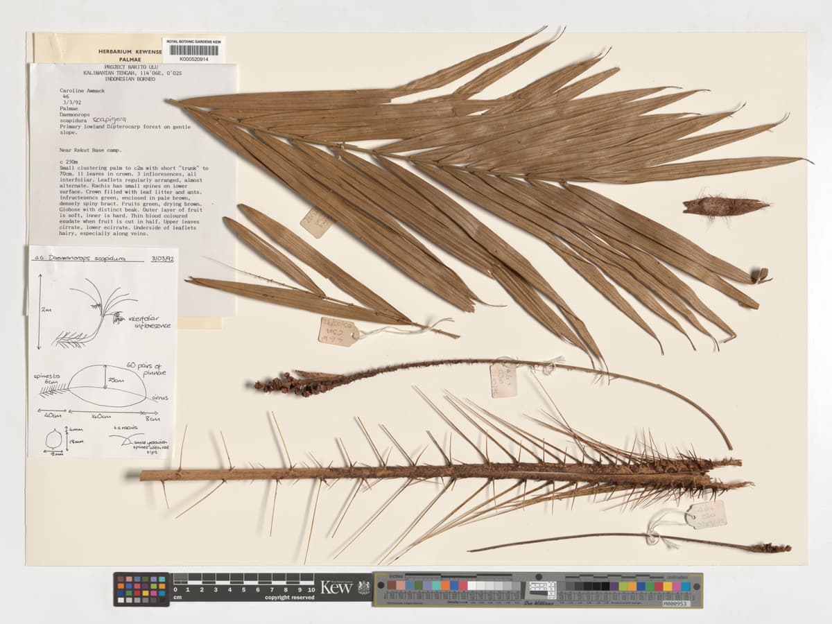 Botanical specimen of Daemonorops Scapigera.