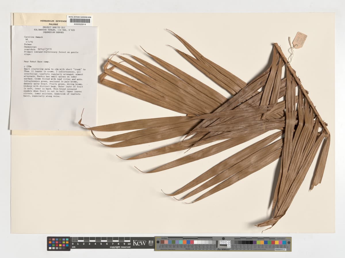 Botanical specimen of Daemonorops Scapigera.