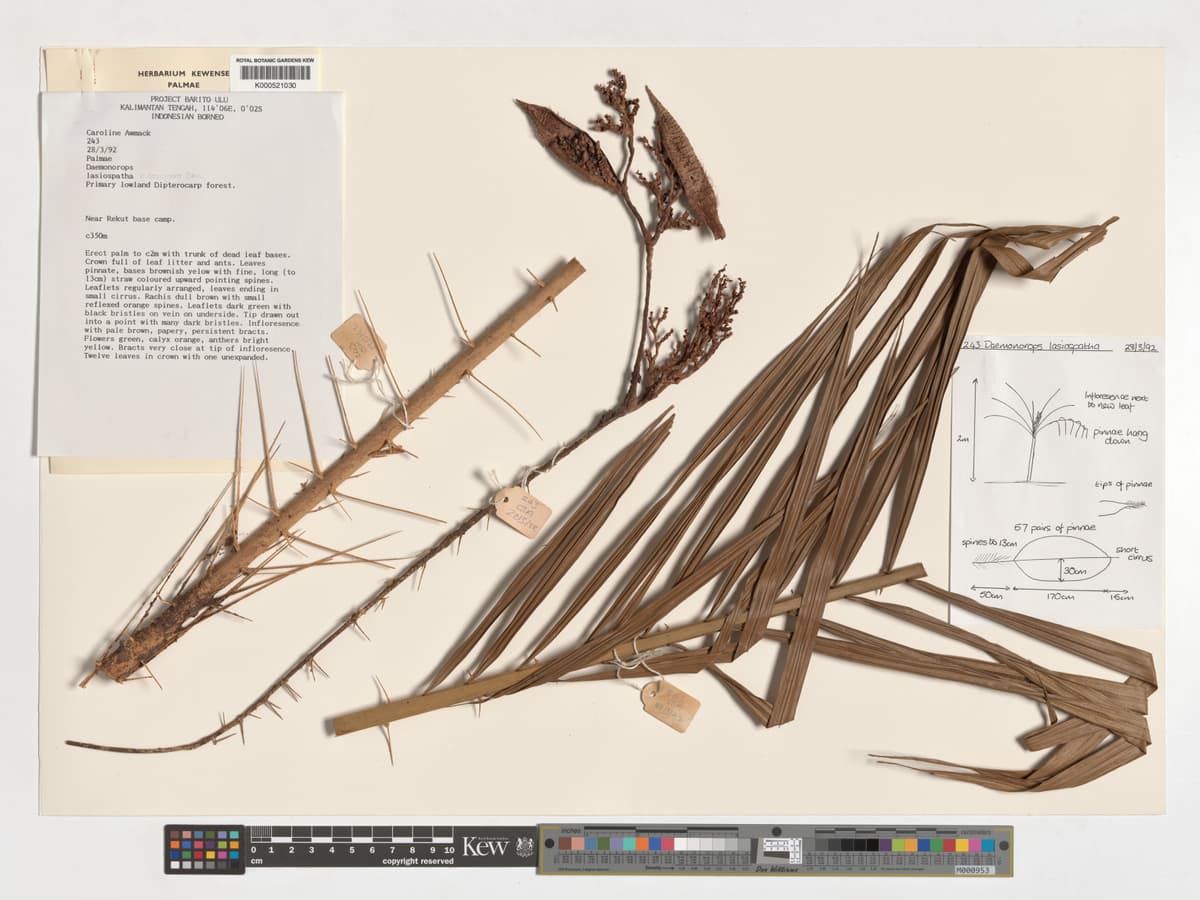 Botanical specimen of Daemonorops Scapigera.