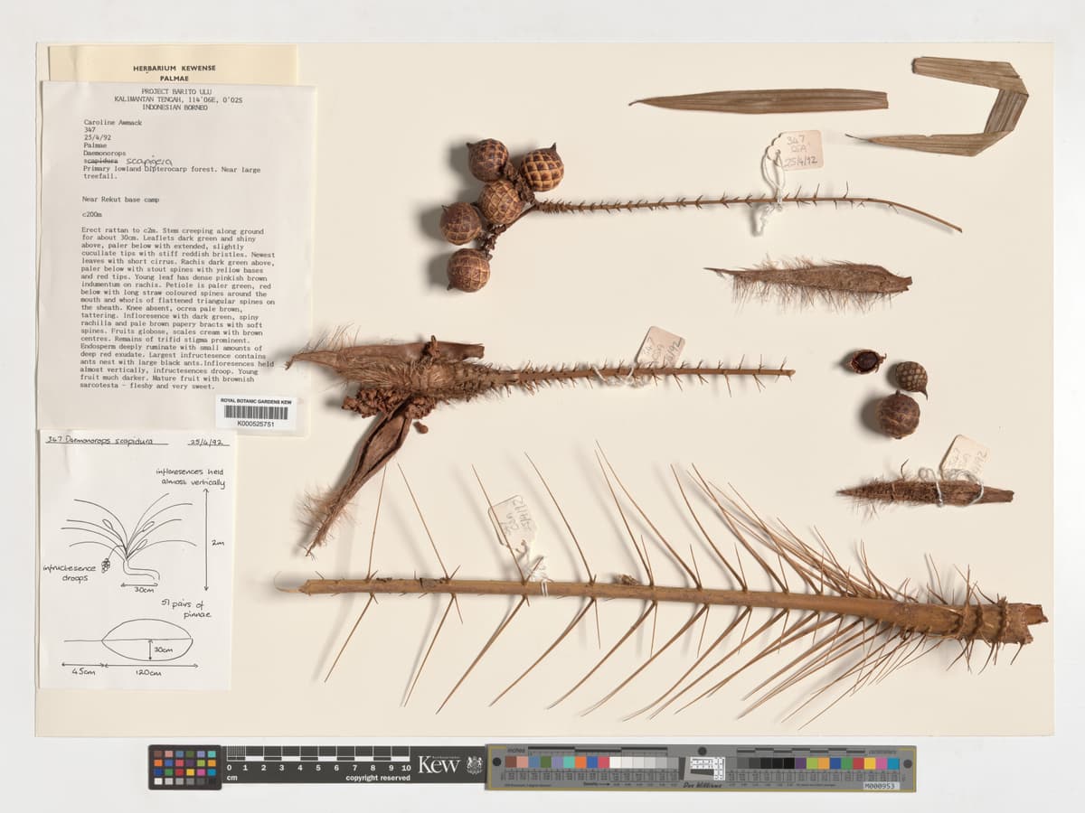 Botanical specimen of Daemonorops Scapigera.