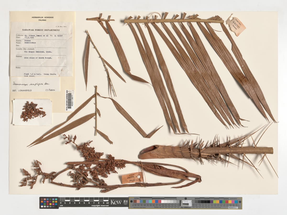 Botanical specimen of Daemonorops Scapigera.